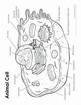 Coloring Nucleus Pages Color Getcolorings Cell Animal sketch template