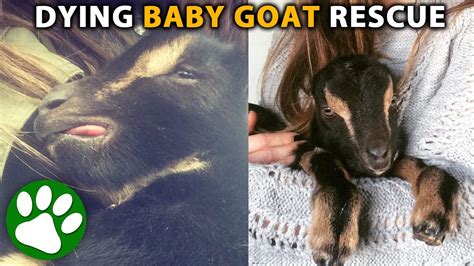 rescue  dying baby goat    beginning youtube