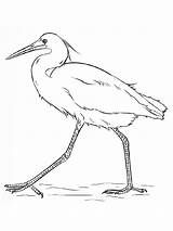 Pages Coloring Egrets Egret Birds sketch template