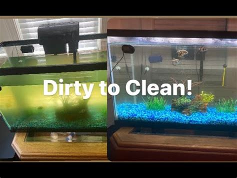 clean  fish tank  dirty  clear   minutes youtube