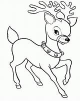 Reindeer Renne Deer Femelle Rudolph Becuo Nosed Coloringhome sketch template