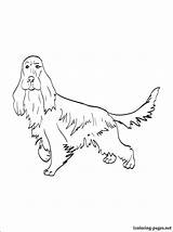 Spaniel Cocker Coloring Pages Color 750px 74kb Getcolorings Getdrawings sketch template