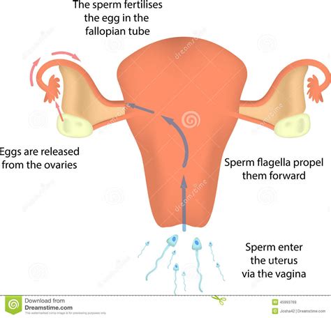 fertilisation in the uterus stock vector illustration of fertilise