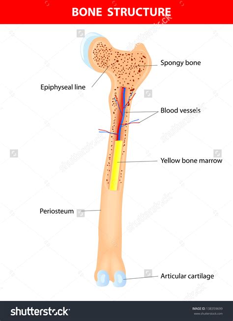 internal bone anatomy diagram