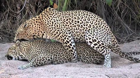Sabi Sabi Sept10 Leopards Mating Youtube