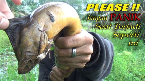 Jangan Panik Saat Mancing Belut Terjadi Seperti Ini Youtube