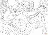 Coloring Tree Koala Pages Eucalyptus Joey Template sketch template