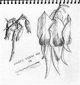 Pea Desert Sketch Sturt Sturts sketch template