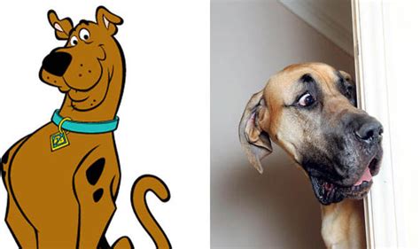 The Real Life Scooby Doo Who S Terrified Of You Nature News