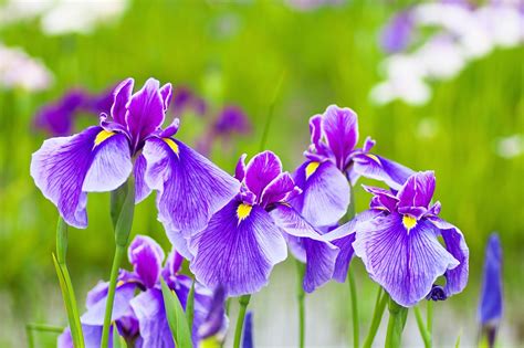top 20 cele mai frumoase flori din lume blogul hotelguru ro