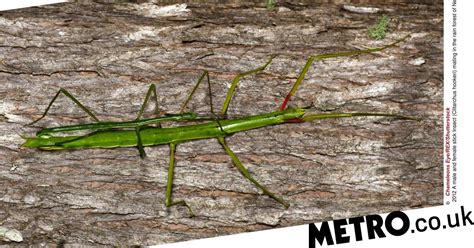 Stick Insect Spontaneously Evolves To Become Female Only Species