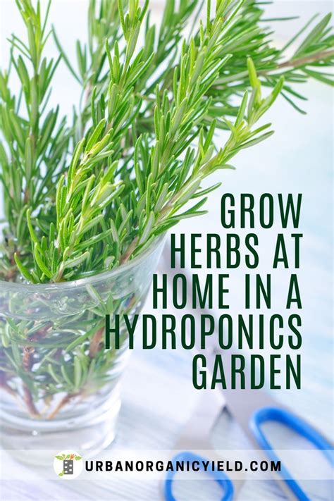 grow herbs indoors   hydroponics garden indoor hydroponic