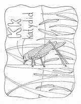 Katydid Homeschool Straw sketch template