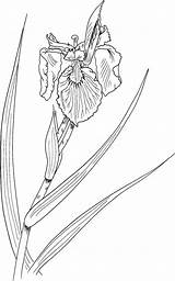Iris Coloring Pages sketch template