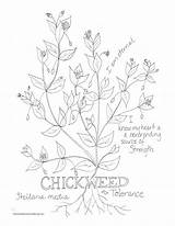 Chickweed Tolerance sketch template