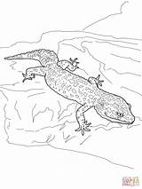 Gecko Coloring Leopard Pages Printable Drawing Tokay Outline Iguana Lizard Cartoon Color Supercoloring Bakugan Realistic Newt Drawings Designlooter Getdrawings 1600px sketch template