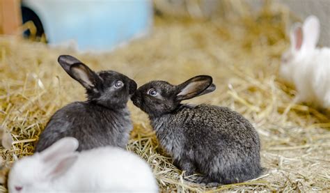 15 rabbit facts you probably didn t know blue cross