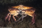 Afbeeldingsresultaten voor Octopus Crab. Grootte: 148 x 100. Bron: seattledivetours.com