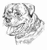 Rottweiler Monochrome Angry Vectorhand Rottweilers Rottie Line Guardianrottweilers sketch template