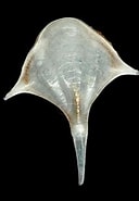 Afbeeldingsresultaten voor "diacria trispinosa Trispinosa". Grootte: 128 x 185. Bron: digimuse.nmns.edu.tw