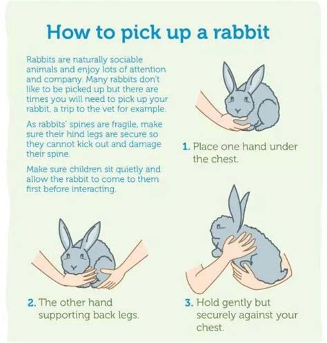 care sheet and tips on taken care of your bunny mid