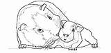 Guinea Pig sketch template