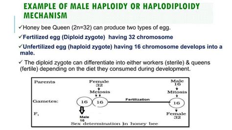 Sex Determination Genetics