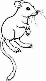 Coloring Rat Pages Kangaroo Rats Colouring Color Printable Supercoloring Clipart Drawing Mouse Categories Silhouettes sketch template