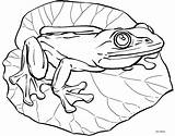Frog Coloring Realistic Outline Kleurplaten Lily Pad Kiezen Bord Cute sketch template