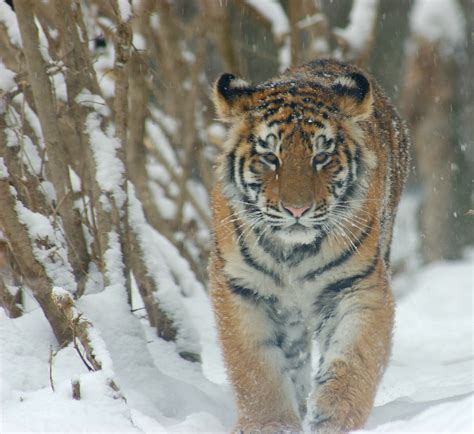 amur tiger snow amur tigers photo  fanpop