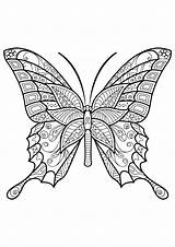 Papillon Schmetterling Adultos Schmetterlinge Erwachsene Insetti Butterflies Insectos Adulti Mariposas Insects Motifs Papillons Pdf Mandalas Ausmalbild Insekten Waldtiere Colorier Pintar sketch template