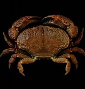 Image result for "epixanthus Corrosus". Size: 175 x 185. Source: www.crabdatabase.info