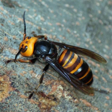 questions answered   murder hornets     dangerous
