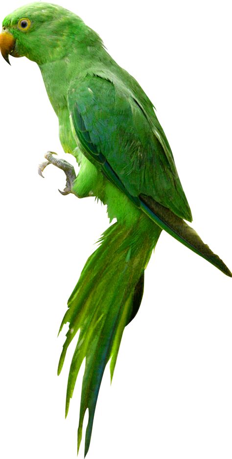 parrot png   cliparts  images  clipground
