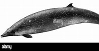 Afbeeldingsresultaten voor "mesoplodon Bidens". Grootte: 196 x 102. Bron: www.alamy.com
