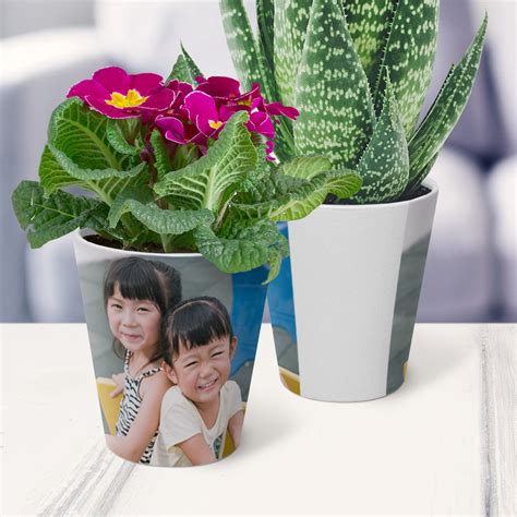 flower pot  photo  photo flower pot  flowers affordable