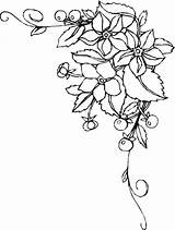 Blumen Ranken Malvorlagen Kostenlos Besten sketch template