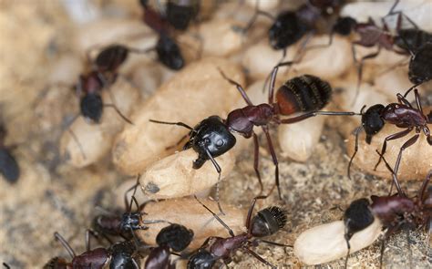 carpenter ant wake  call