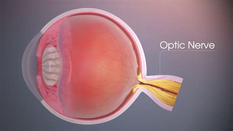 optic nerve natural eye regeneration