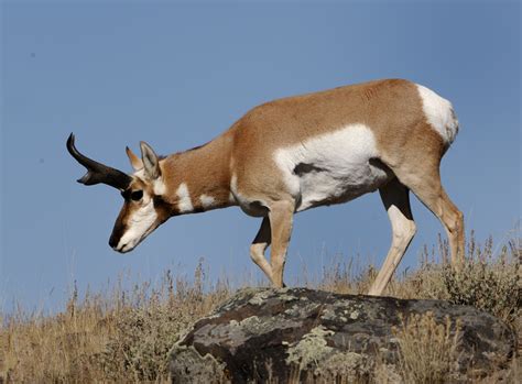antelope  biggest animals kingdom