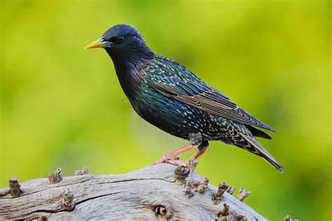 common starling  clive daelman birdguides