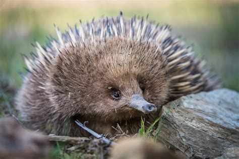 echidna   face full  ants sean crane photography