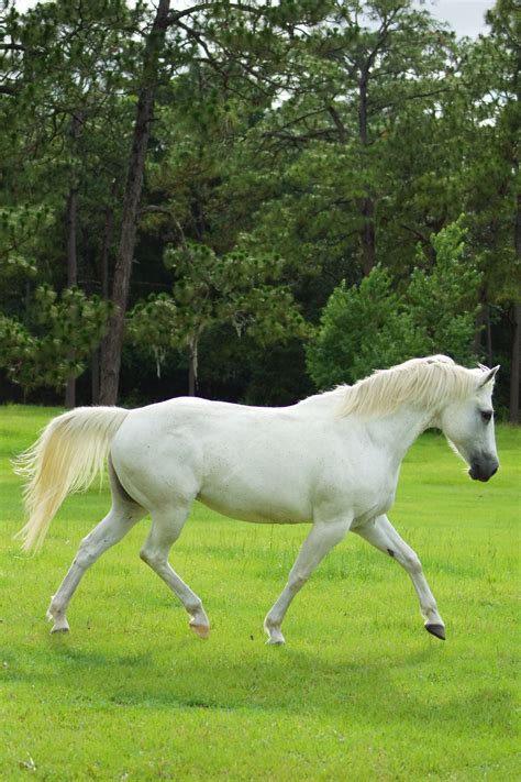 grey quarter horse mare horse white summer trotting pferde