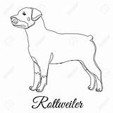 Rottweiler Drawing Getdrawings Dog Outline sketch template