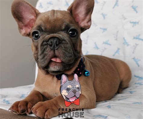 amazing french bulldog puppies frenchie house