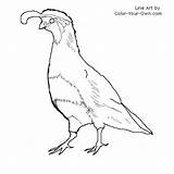 Coloring Quail Gambel Gambels Pages Bird Drawings 500px 59kb Line sketch template