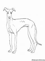 Pages Coloring Whippet Getcolorings Getdrawings sketch template