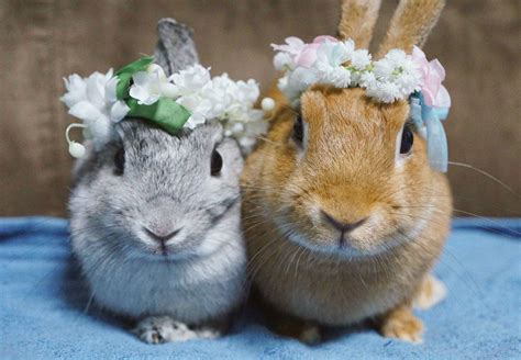 These Sweet Bunnies Have Their Own Twitter Account You Should Probably