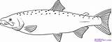 Salmon Drawings Fish Draw Line Step Drawing Coloring Chinook Outline Pages Printable Fishing Activity Run Visit Resources Activities Choose Board sketch template