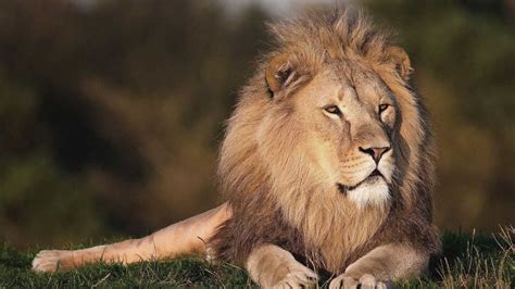 leone caratteristiche habitat particolarita wildreporter